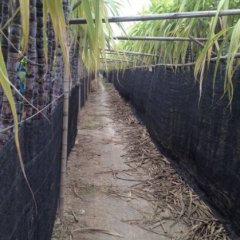 番禺甘蔗收购工作全面开展