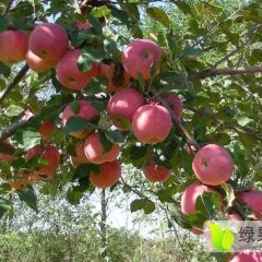 大荔两宜花冠苹果口感甜脆