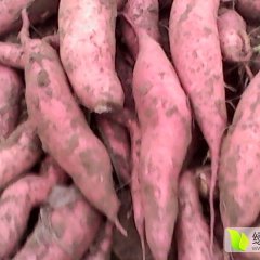 河北藁城龙署九号红薯品质优良
