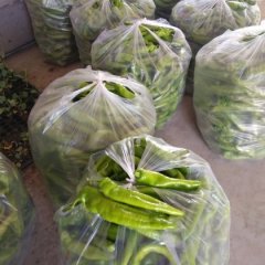 山东夏津羊角椒辣椒名优产品