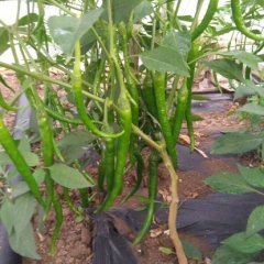 2015沭阳辣椒现在订货有惊喜