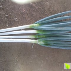 山东平度铁杆大葱营养丰富