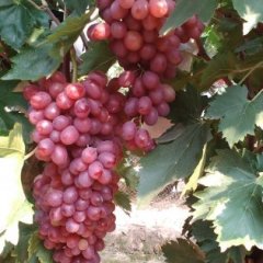 河北永年红宝石无核葡萄欢迎合作
