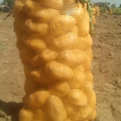 甘肃民乐荷兰十五土豆质量上乘