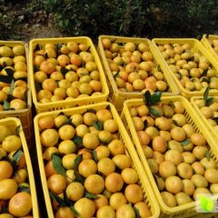 湖南石门柑橘著名品牌