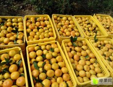 湖南石门柑橘著名品牌