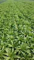 定州北平青皮莴苣价格适宜