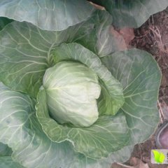 2015兖州甘蓝抓住商机无限