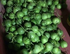 寿光脆宝（蜜宝王）甜瓜产销两旺寿光刘先生诚