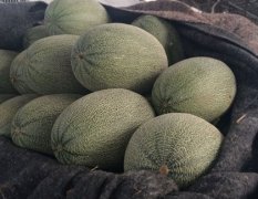 山东寿光西州蜜甜瓜 口味又脆又甜