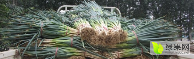 北林大葱口感爽口,红旗杨国军诚信合作