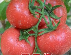 寿光科尔种业西亚德西红柿种番茄种子