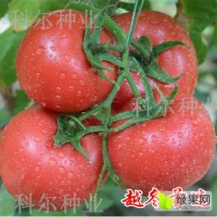 2015寿光柿子收购工作全面开展