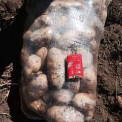 河北沽源荷兰十五土豆火爆招商中