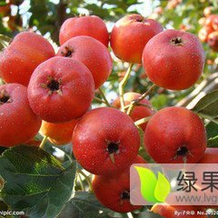 奎文大金星山楂质量上乘,浮烟周潍诚信合作