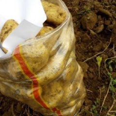 内蒙古察右中旗荷兰十五土豆火爆招商中