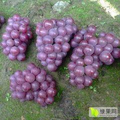 河北永清巨峰葡萄随行就市