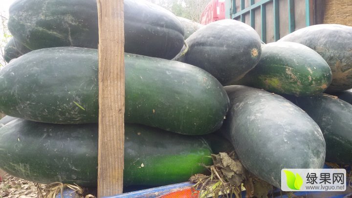 2015年河南博爱加工脱水冬瓜价格