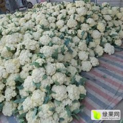 2015沛县白面青梗松花菜再不来就没机会了！
