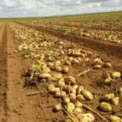 围场土豆质优价廉，欢迎采购。