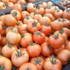 莘县西红柿大量上市诚信合作！