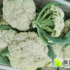 江苏沛县白面青梗松花菜菜花早买早赚