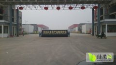 2015永年芹菜今年价格有看点