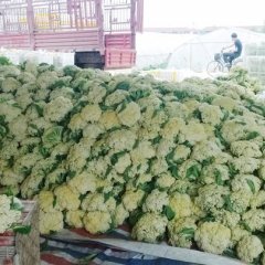 2016大量供应青梗白面松花菜