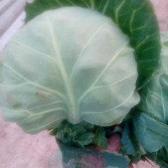 泾阳云阳甘蓝价格适宜