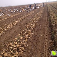 内蒙古乌兰察布市集宁薯都夏波蒂土豆
