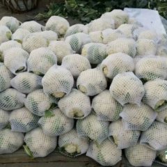 河南省开封市通许县后城尔岗村雪玉菜花
