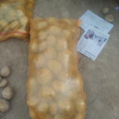 静宁甘沟一点红土豆肉质坚实，皮薄