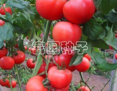 山东寿光粉罗兰西红柿种子随行就市