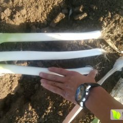 平度大葱随行就市张戈庄梁京超诚信合作