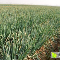 山东安丘铁杆大葱品质优良