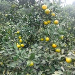 全州咸水程好9月普早蜜桔柑橘