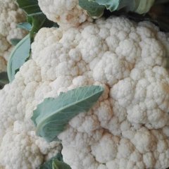 2015东昌府菜花值得出手