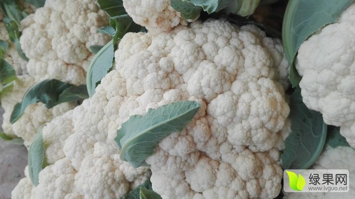 2015年山东东昌府雪玉价格