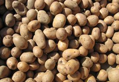 牙克石土豆上货量大,免渡李军诚信合作