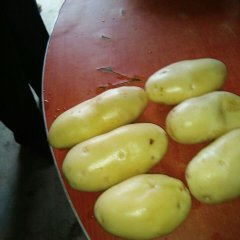 林西土豆逐渐升温达理刘亚波诚信合作