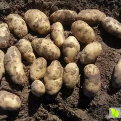 内蒙古多伦县荷兰十五土豆热销