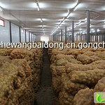 2014年黑龙江讷河荷兰十五303价格