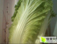 山东坊子白菜价格实惠