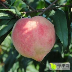 山东省蒙阴贾庄中华寿桃蜜桃苗木8元