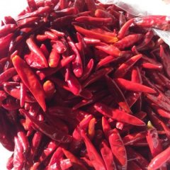 宁河三樱椒逐渐升温,丰台刘建永诚信合作