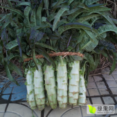 山东郯城永安红叶莴笋莴苣上货量大