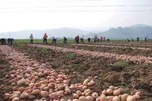 2015察右中期夏坡地土豆抓住商机无限