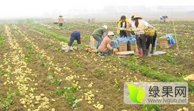 内蒙古察右中旗荷兰十五土豆聚焦市场
