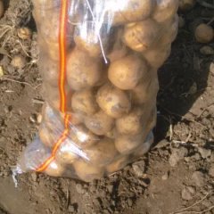 吉林扶余延薯四号土豆著名品牌