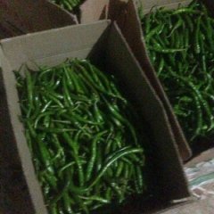 御西果蔬线椒上市、可订购